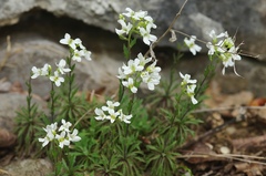 Draba ramosissima