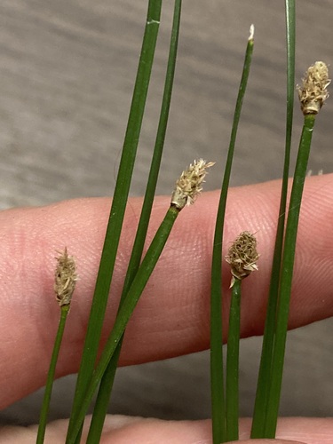 Eleocharis compressa var. compressa