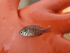 Penny Fish photo 2