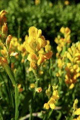 Genista sagittalis