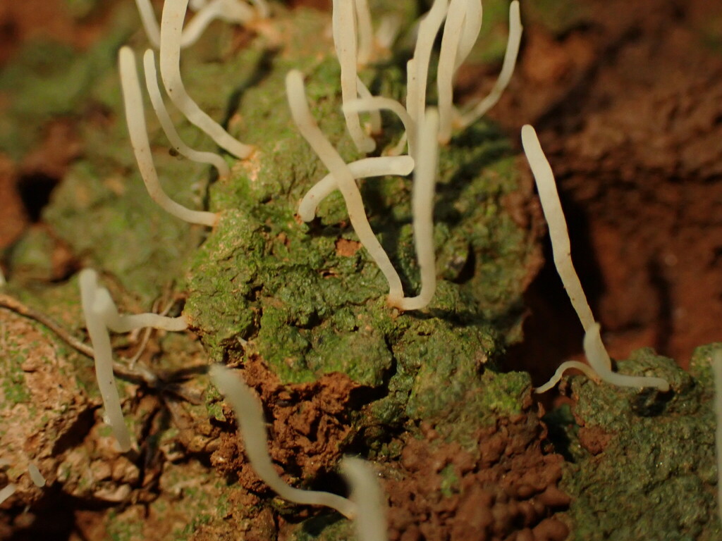Sulzbacheromyces leucodontium · January 2024 · photo: © agujaceratops (iNaturalist, cc0)