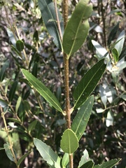 Phillyrea latifolia media