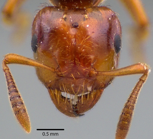 Common Citronella Ant