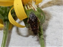 Rhypodes