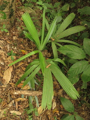 Sabal mauritiiformis