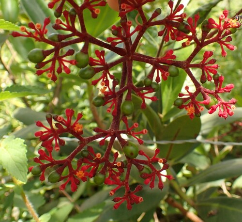 Image of Caro De Tres Hojas (Cissus erosa) by (c) agujaceratops, some rights reserved (CC BY)