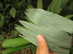 Sabal mauritiiformis