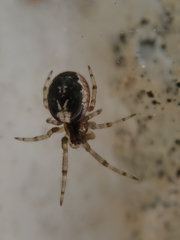 Enoplognatha mandibularis