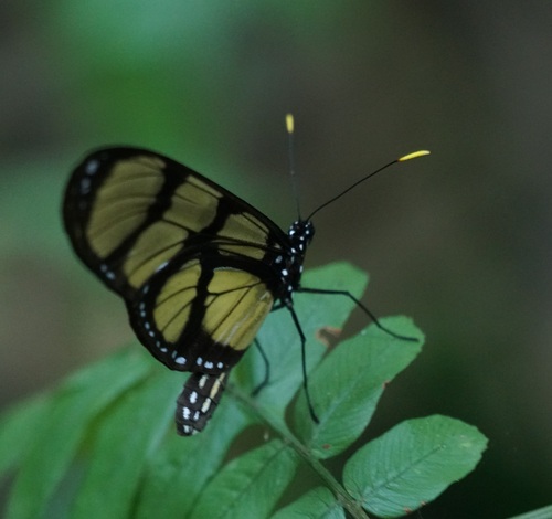Melantho Tigerwing