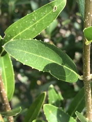 Phillyrea latifolia media