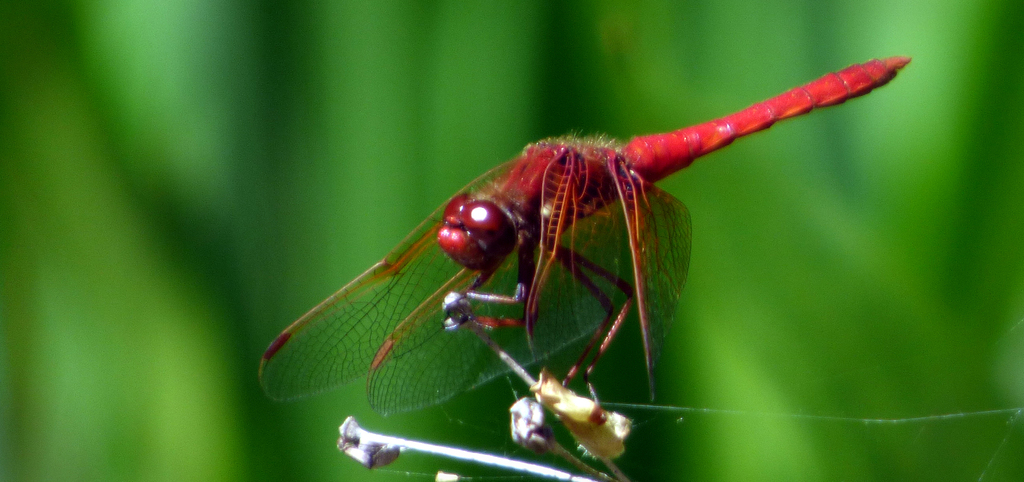 Cardinal Meadowhawk from Sonoma County, CA, USA on April 12, 2019 at 11 ...