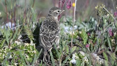 Horned Lark photo 6