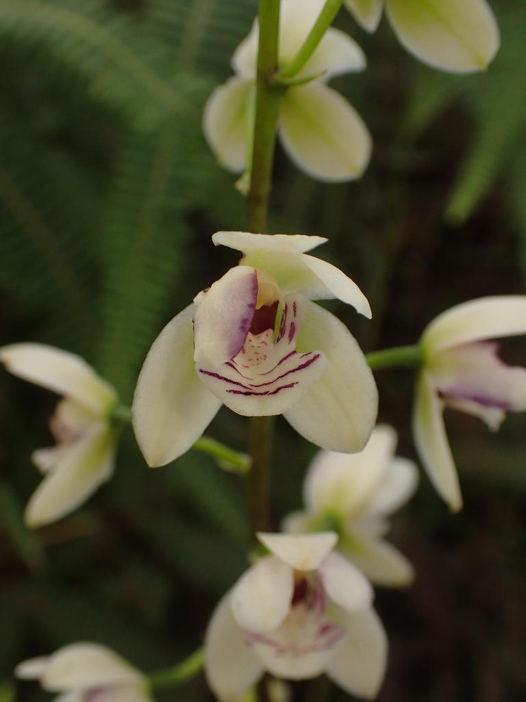 Koellensteinia tricolor