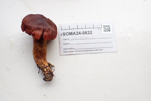 Cortinarius purpureus — no rights reserved