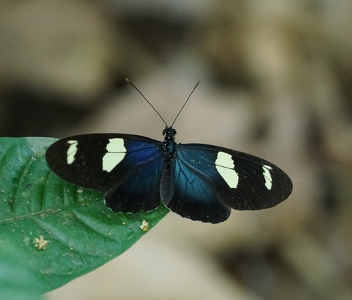 Heliconius leucadia