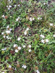 Richardia grandiflora