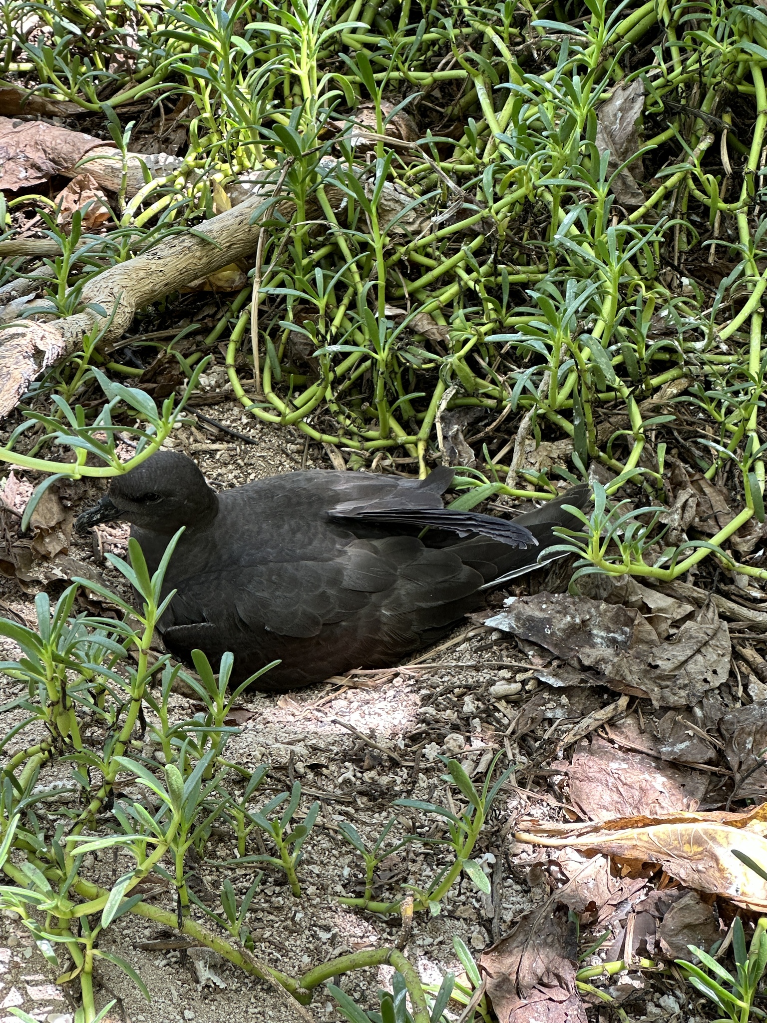 Phoenix Petrel (Pterodroma alba), photo 8