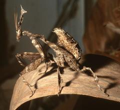Phyllocrania paradoxa