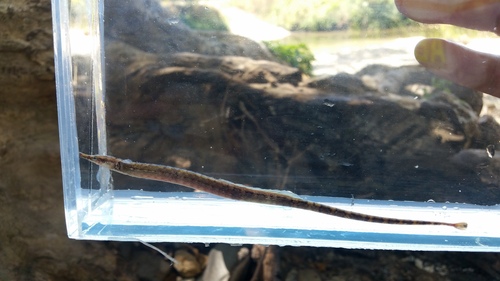 Barhead pipefish (Microphis leiaspis) — Syngnathidae — 4