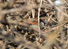 Passer domesticus