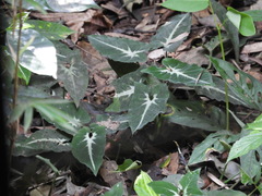 Syngonium wendlandii image