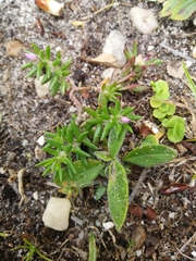 Portulaca pilosa