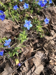 Glandora prostrata