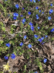 Glandora prostrata