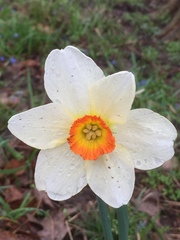 Narcissus poeticus