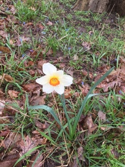 Narcissus poeticus