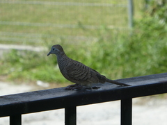 Geopelia striata