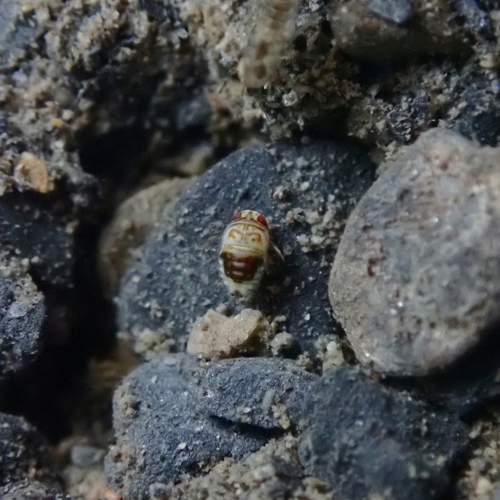 Micronecta Raccolte Micronecta from 851台灣高雄市茂林區 on January 13, 2024 at 02:03 PM by M ...