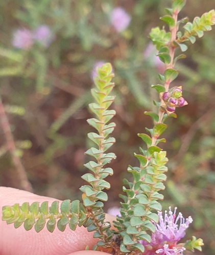 Image of Melaleuca gibbosa by (c) ronavery, some rights reserved (CC BY)