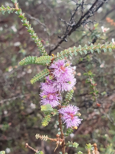 Image of Melaleuca gibbosa by (c) ronavery, some rights reserved (CC BY)