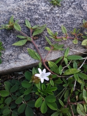 Richardia grandiflora