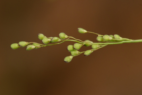 Dichanthelium aciculare var. aciculare