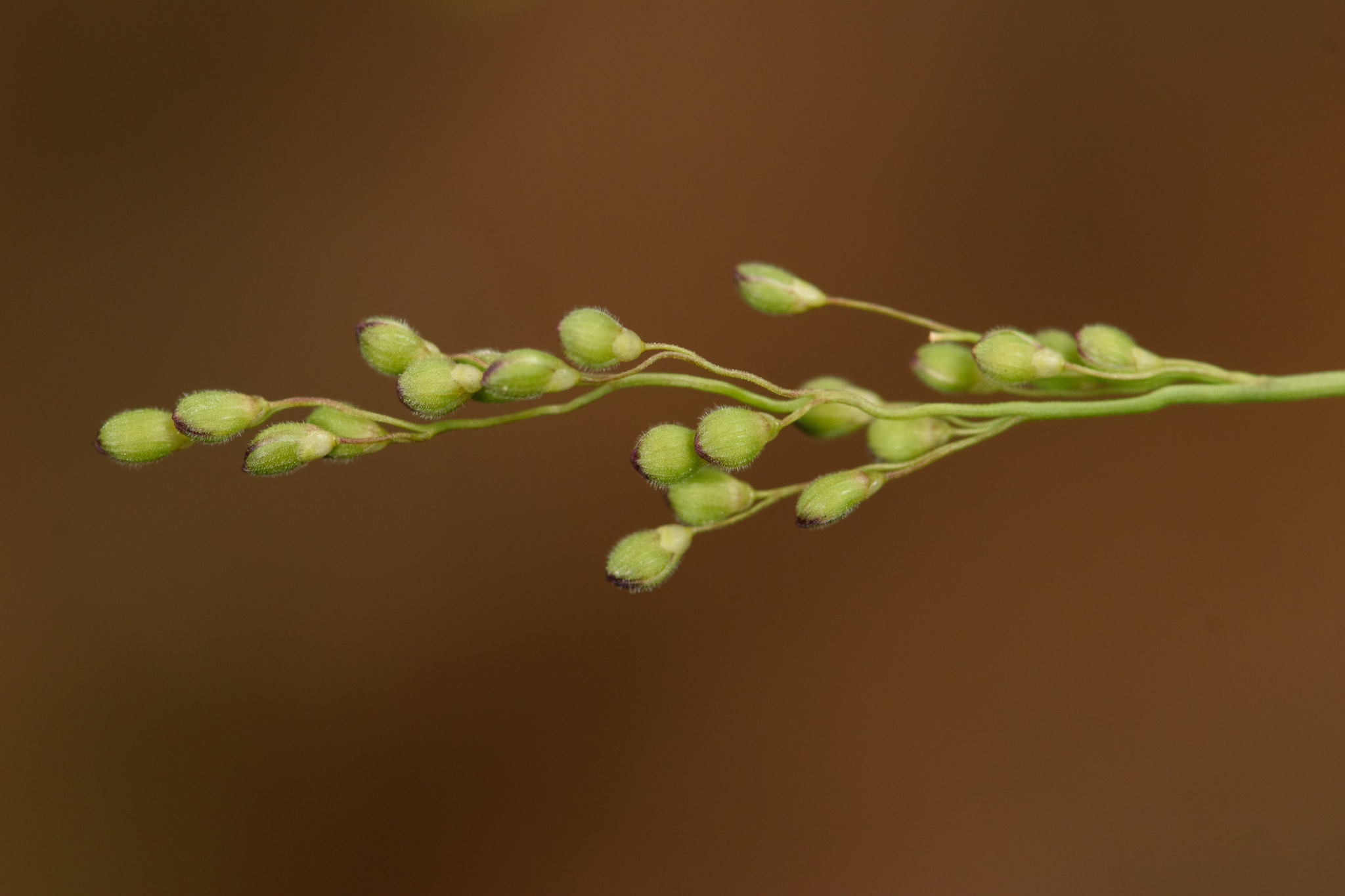 Dichanthelium aciculare var. aciculare