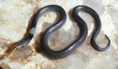 Taylor’s wolf snake