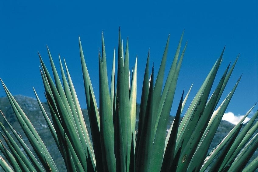 horizontal yucca (Yucca declinata) · iNaturalist