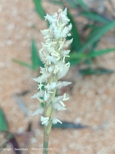 Image of Ischaemum muticum by (c) Ong Jyh Seng, some rights reserved (CC BY-SA)