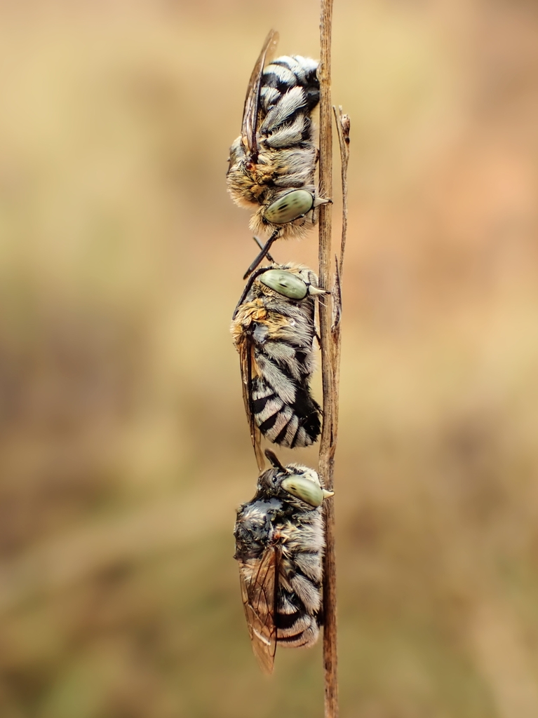 Blue-banded and Allied Digger Bees in January 2024 by cinclosoma ...