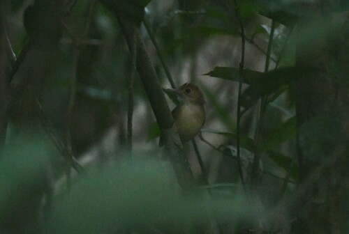 Ferruginous Babbler (Pellorneum bicolor), photo 5