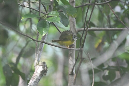 Bulbul à calotte grise (Alophoixus phaeocephalus)
