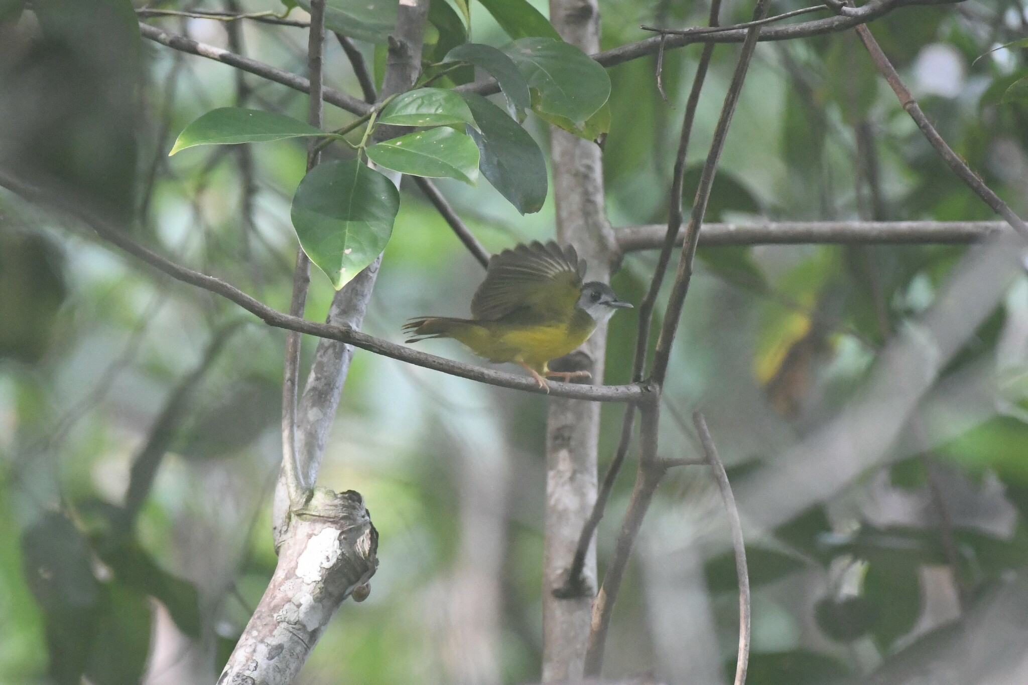 Yellow-bellied Bulbul illustration