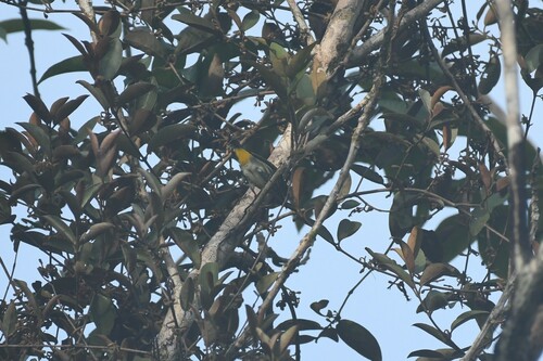 Yellow-vented Flowerpecker (Pachyglossa chrysorrhea), photo 6