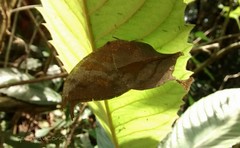 Consul electra electra