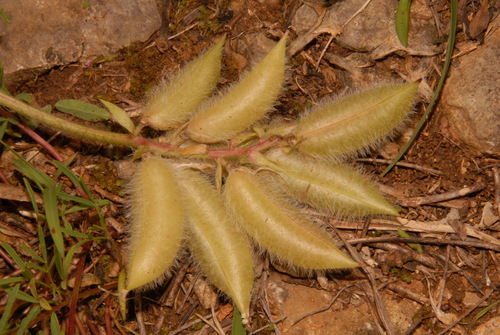 Image of Astragalus tennesseensis by (c) Brian Finzel, some rights reserved (CC BY-SA)