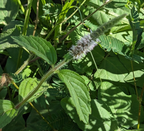 Elsholtzia pubescens observed 2024-01-17