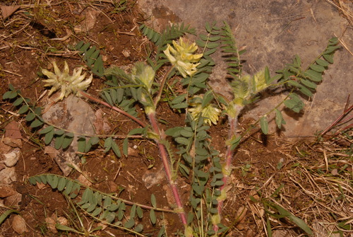 Image of Astragalus tennesseensis by (c) Brian Finzel, some rights reserved (CC BY-SA)