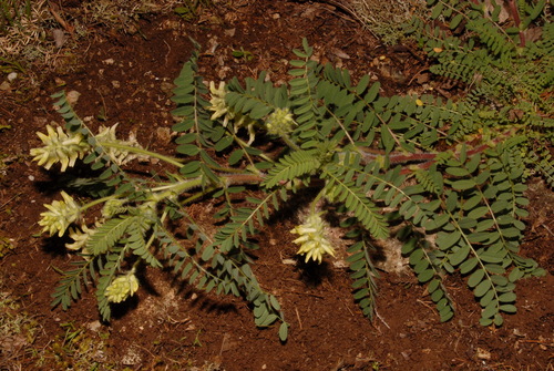 Image of Astragalus tennesseensis by (c) Brian Finzel, some rights reserved (CC BY-SA)